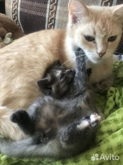 Котёнок в добрые руки