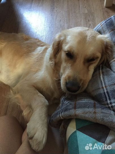 Догситтер/ передержка животных