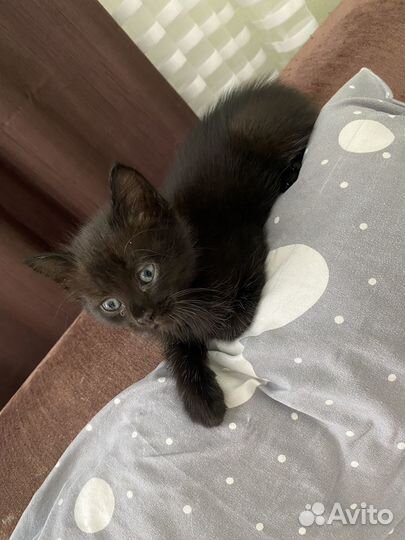 Отдам котенка в добрые руки