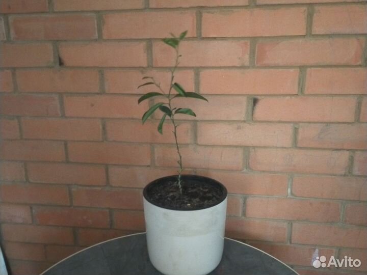 Лимон