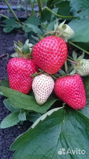 Рассада клубники