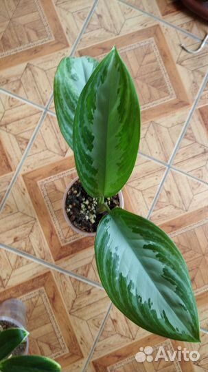 Аглонемы домашние