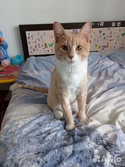 Отдам кота в добрые руки