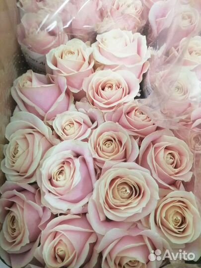 Букеты из роз 15-101 роза Свежая