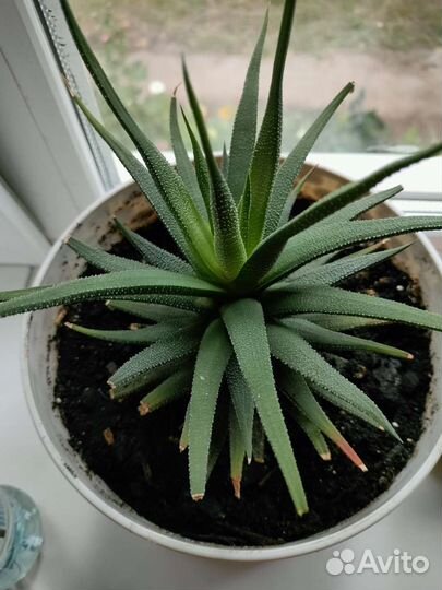 Хавортия полосатая