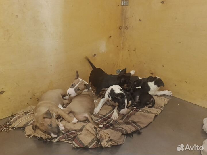 Стандартный бультерьер