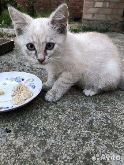 Кошка в дар бесплатно