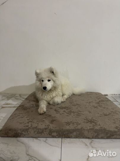 Лежанка для большой собаки