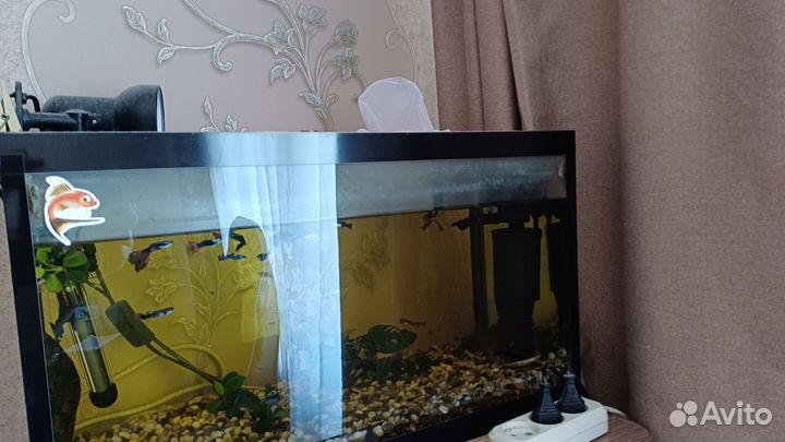 Аквариум-53 литра