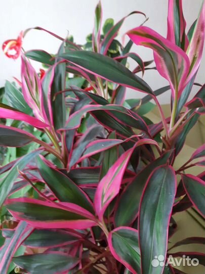 Корделина,фикус Бенджамина