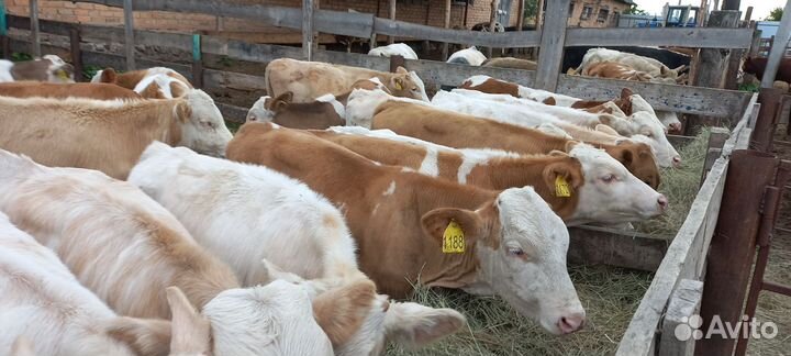 Бычки сементалы от 2 месяцев с доставкой