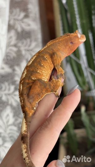 Реснитчатый бананоед самки