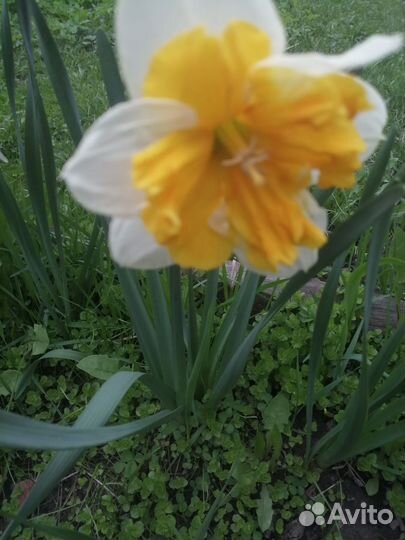 Нарциссы марьин Корень. нарциссы Голанской селек