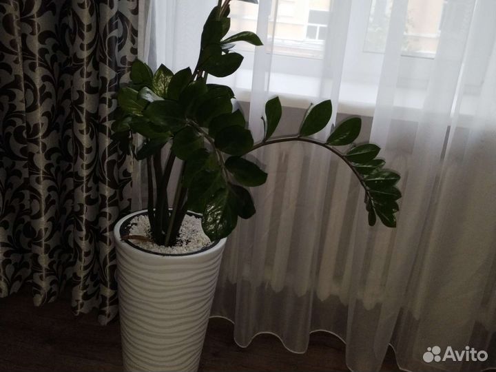 Замиокулькас