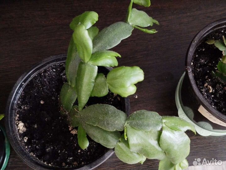 Декабрист шлюмбергера