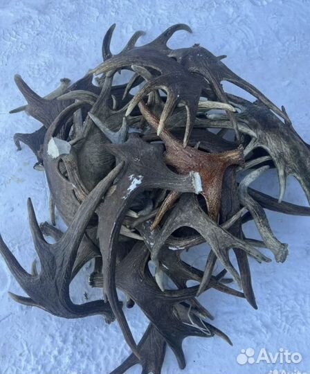 Лосиные рога