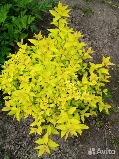 Спирея в ассортименте