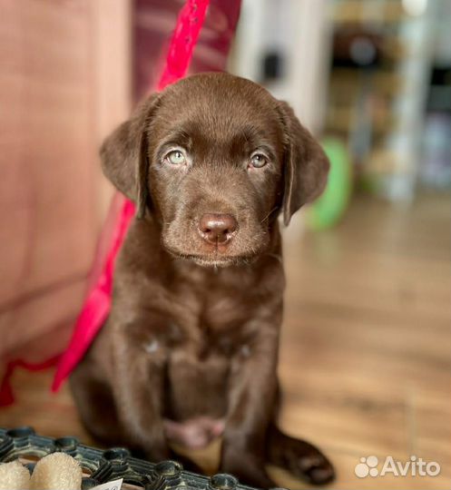 Щенки лабрадора