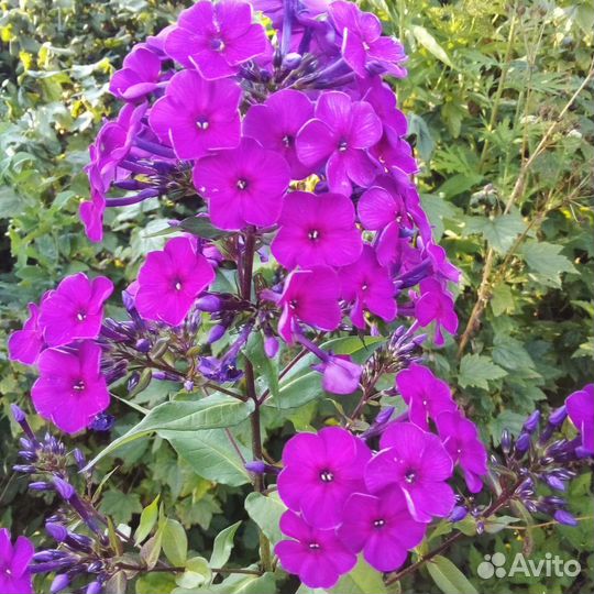 Флоксы многолетние