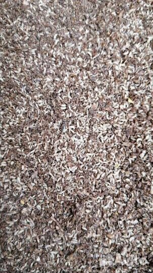 Личинки чёрной львинки