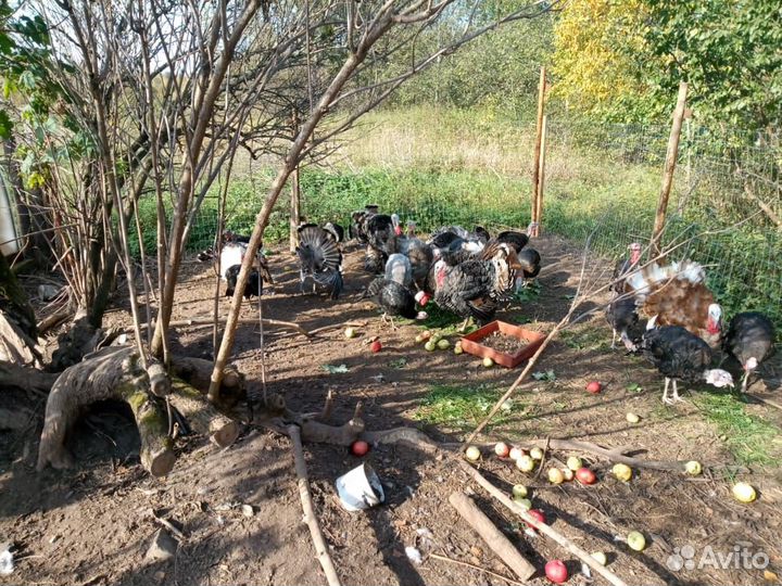 Индюки 6 месяцев и 4,5 месяца,продам