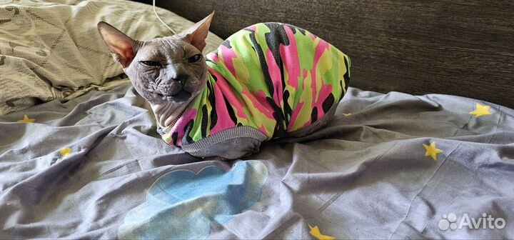 Донской сфинкс вязка