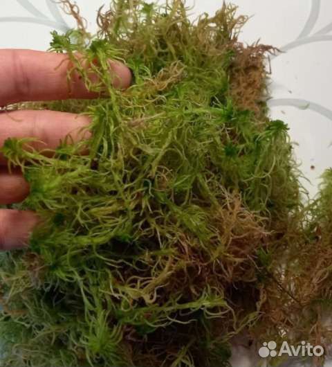 Мох сфагнум живой