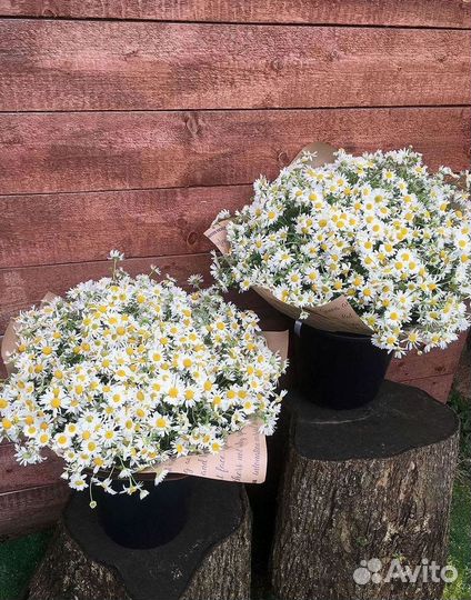 Ромашки Пионы Розы Доставка