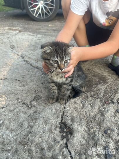 Котята в добрые руки даром бесплатно