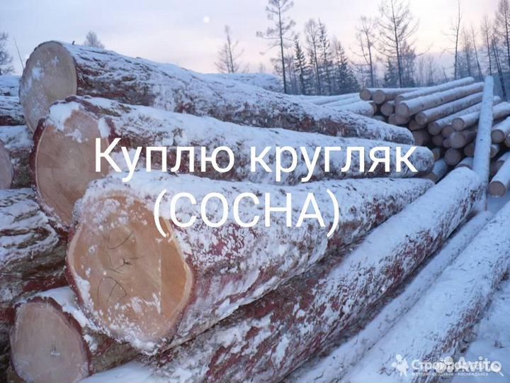 Лес кругляк сосна