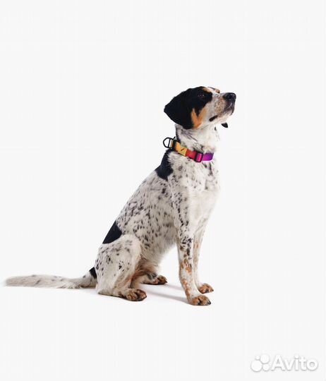 Ошейник для собак staya