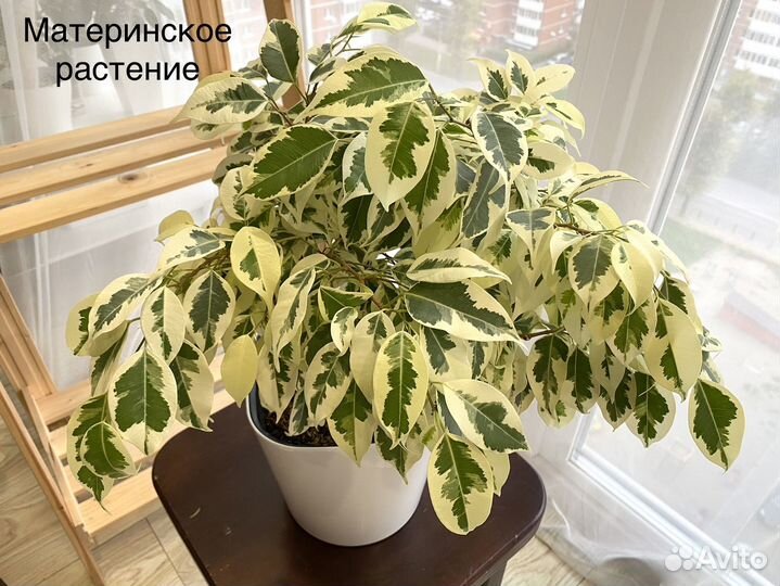 Черенки фикусов сафари, твайлайт и др