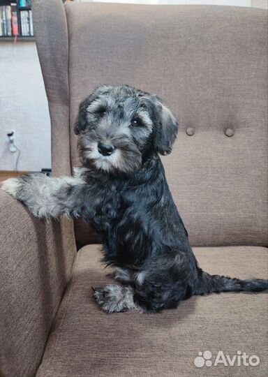 Цвергшнауцер