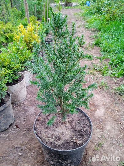 Туя, самшит, можжевельник