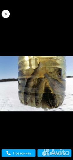 Продажа живца