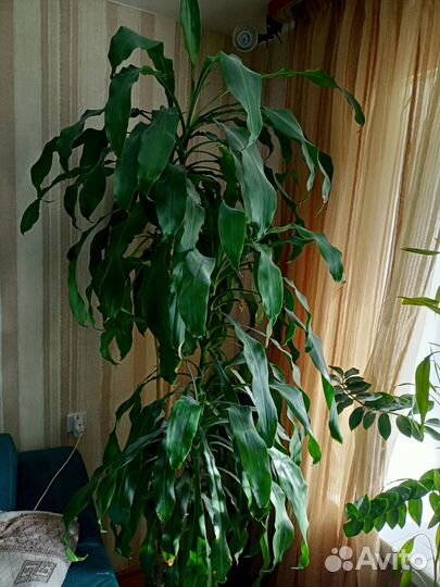 Драцена широколистная