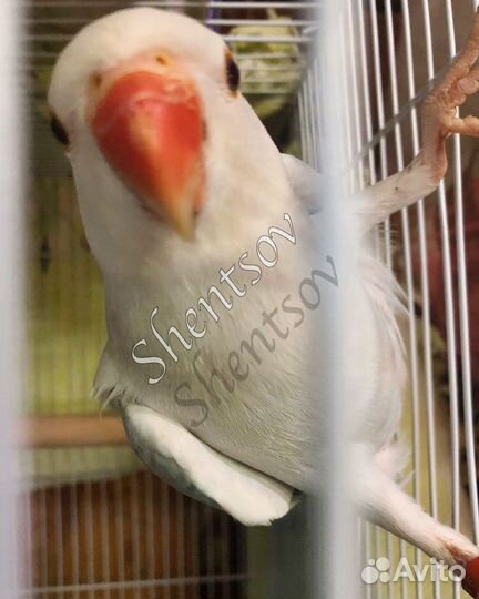 Птенцы ожерелового попугая