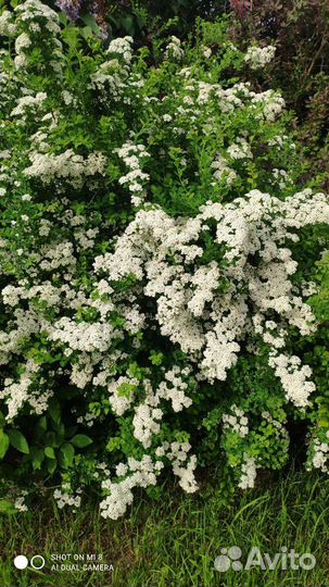 Спирея ниппонская