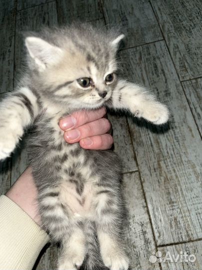 Шотландские котята