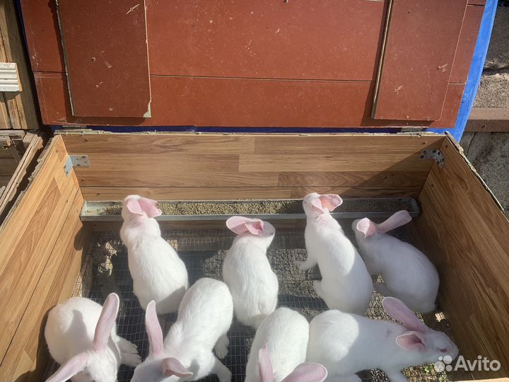Кролики мясных пород