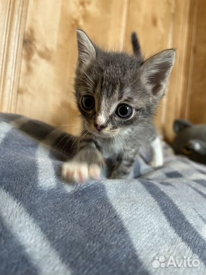 Котенок в добрые руки