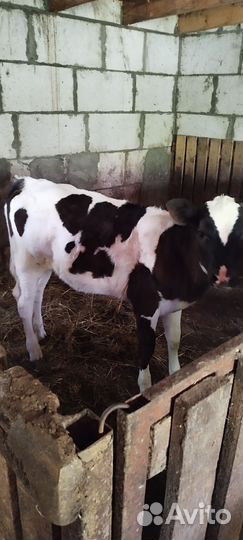 Тëлочка и бык