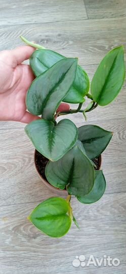 Эпипремнумы, сциндапсусы