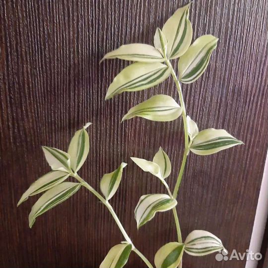 Традесканция