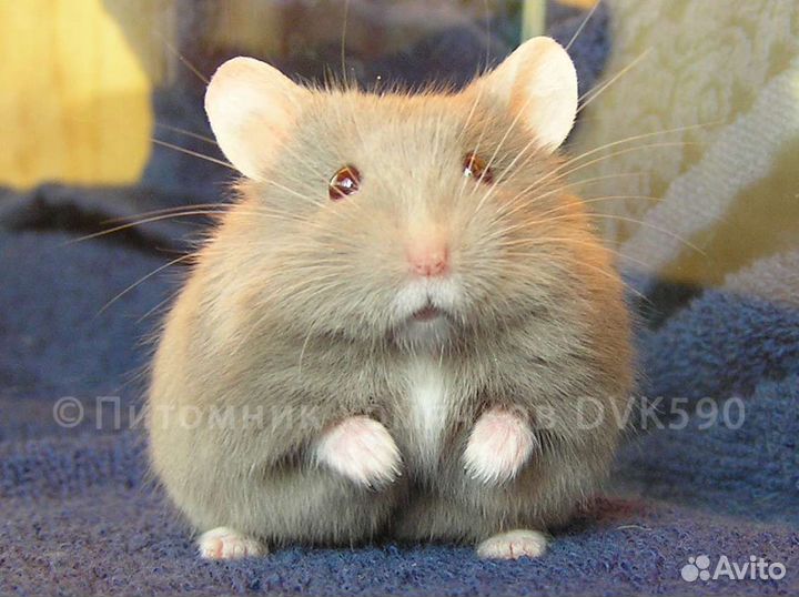 Хомячок, Новая клетка, Корм, Опилки + Доставка