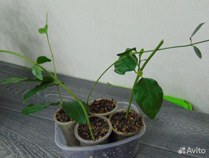 Комнатный жасмин укорененные черенки