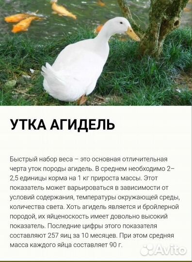 Инкубационное яйцо утки