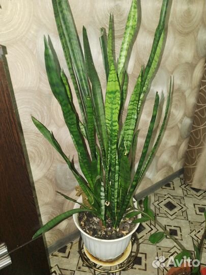 Сансевиерия