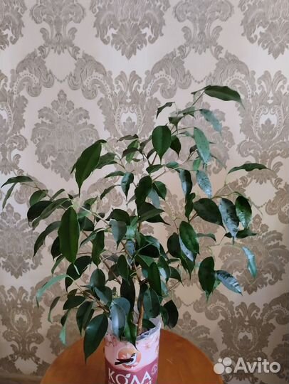 Фикус бенджамина