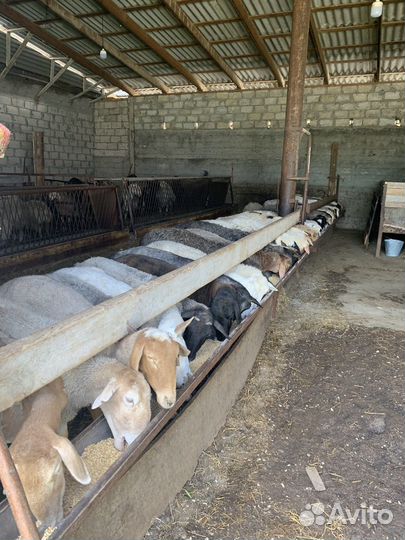 Овцы бараны